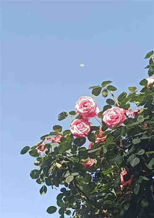 学院虐恋记