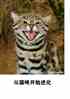 è俪ʼ