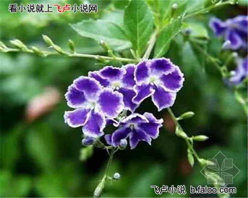剑侣仙缘之仙凡恋:第十回 姐妹情深真言道,设法结界心神宁。 剑侣仙缘之仙凡恋:第十回 姐妹情深真言道,设法结界心神宁。