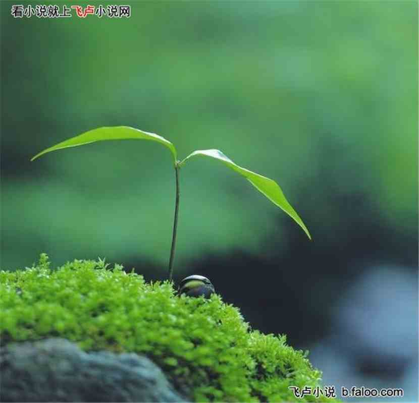 火影之最强大树:小树苗图文