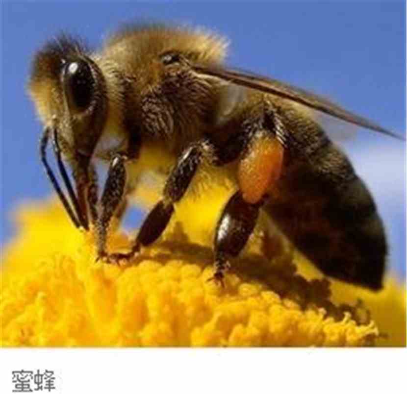 蜜蜂会在窝边采集吗 1248922.gif
