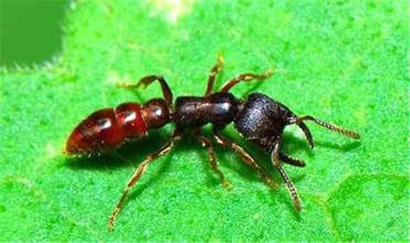 重生蚂蚁之吞噬进化