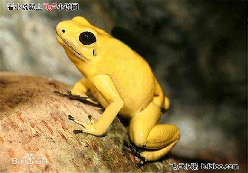 Űɱ֮ɱ¾½ø»¯:µÚÁùÕ»ƽð¼ý¶¾ÍÜ Å°É±Ö®É±Â¾½ø»¯:µÚÁùÕ»ƽð¼ý¶¾ÍÜ