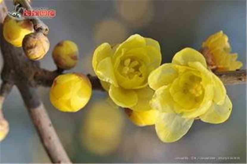 花的传说:腊梅 花的传说:腊梅