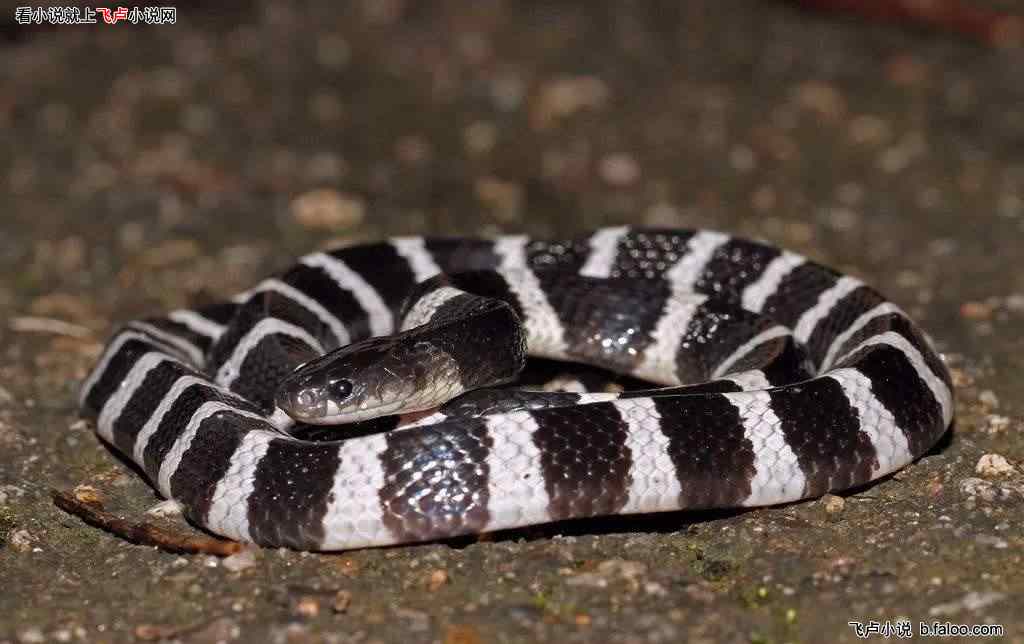 梦见好多很粗的紫黑色蛇，探索梦境背后的深层含义与心理解析