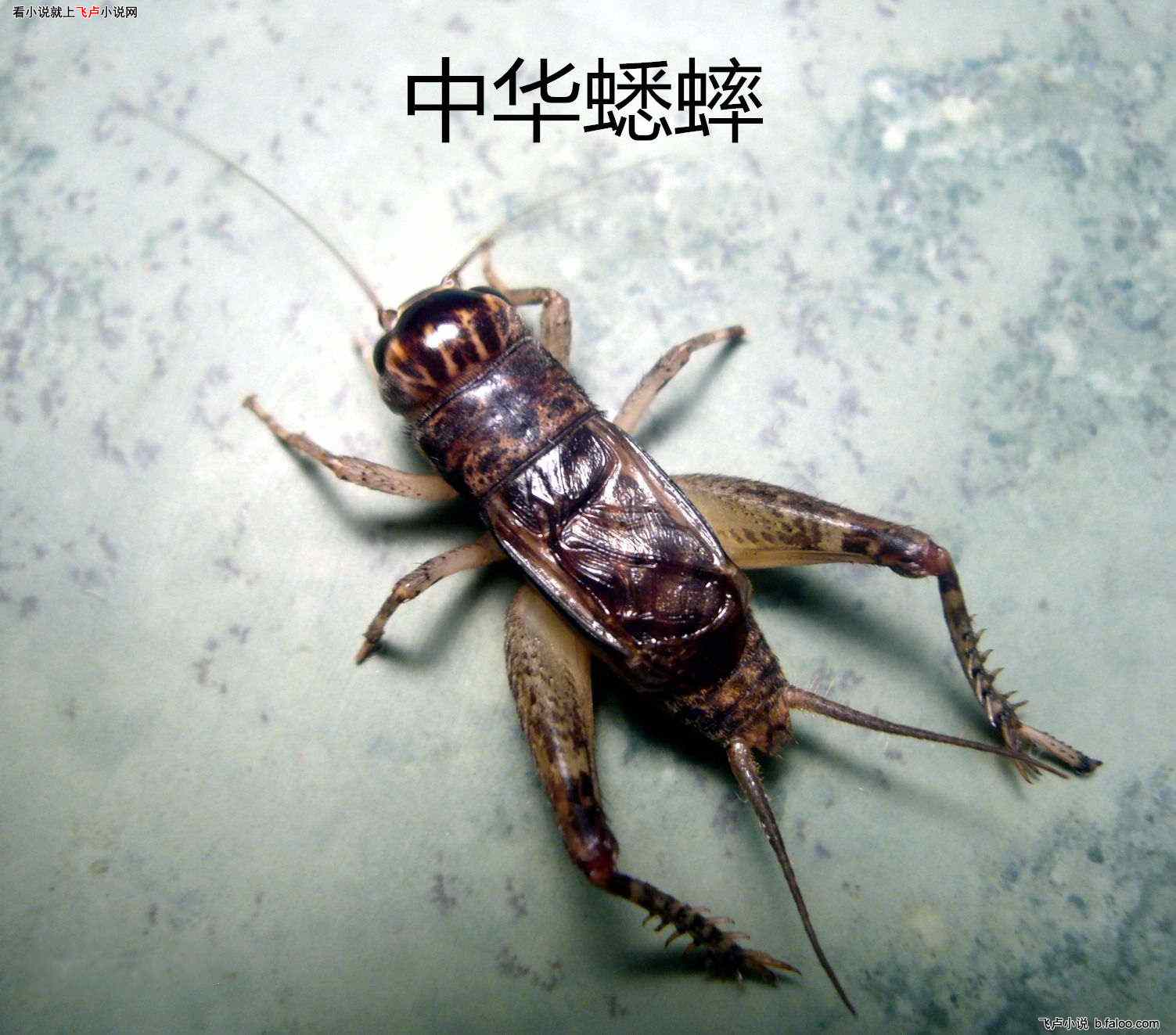 就是那一只蟋蟀 1719561.gif