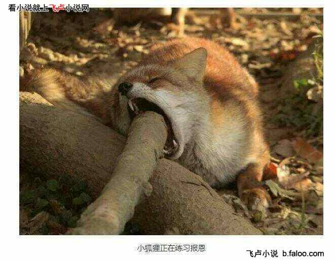 每天一次天赋十连抽:第三十五章 欣慰,小狐狸开始学习报恩了【第二更求鲜花评价】 每天一次天赋十连抽:第三十五章 欣慰,小狐狸开始学习报恩了【第二更求鲜花评价】