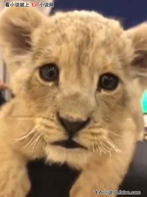 反偷猎的我,开局捡两只小狮子:014 悠然自得的一家四口 反偷猎的我,开局捡两只小狮子:014 悠然自得的一家四口