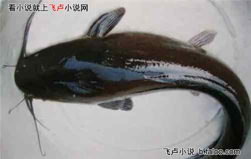 反偷猎的我,开局捡两只小狮子:023 这一波主播在大气层了 反偷猎的我,开局捡两只小狮子:023 这一波主播在大气层了