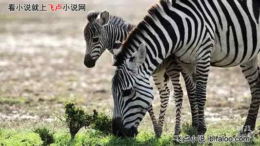 反偷猎的我,开局捡两只小狮子:025 大自然的残酷 反偷猎的我,开局捡两只小狮子:025 大自然的残酷
