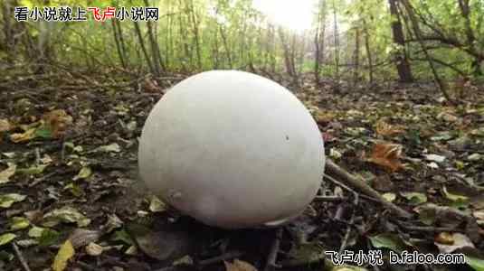 反偷猎的我,开局捡两只小狮子:036 红伞伞,白杆杆,顶级食材 反偷猎的我,开局捡两只小狮子:036 红伞伞,白杆杆,顶级食材