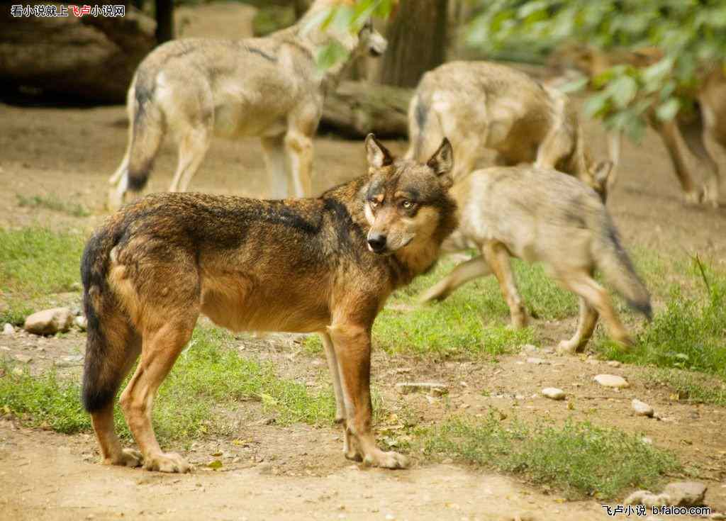 Ұֱһ˰:028. Ʒ͵ߵףСһͷ