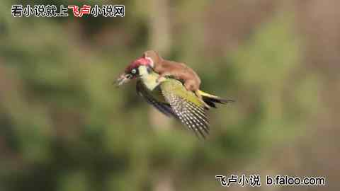 乡野直播:我回兴安岭养娃了:012. 目睹了伶鼬和啄木鸟的战斗【求收藏!求鲜花!】 乡野直播:我回兴安岭养娃了:012. 目睹了伶鼬和啄木鸟的战斗【求收藏!求鲜花!】