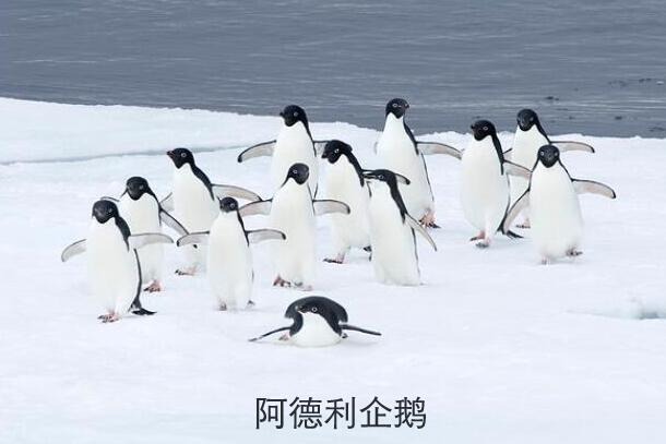 一人环球旅行:从南极秘境开始:第016章 燃起来了!两支企鹅联盟抵抗贼鸥!(2/6求全订!) 一人环球旅行:从南极秘境开始:第016章 燃起来了!两支企鹅联盟抵抗贼鸥!(2/6求全订!)