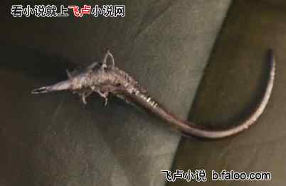 带俩金手指转世山沟少年去修仙:第一百一十二章 抓寄生虫? 带俩金手指转世山沟少年去修仙:第一百一十二章 抓寄生虫?