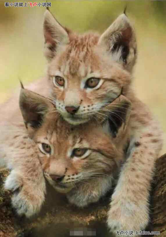 动物摄影:从拍长白金渐层开始!:第二十三章 伟大的母爱!重伤也要强撑着!【1/3,求鲜花,求收藏】 动物摄影:从拍长白金渐层开始!:第二十三章 伟大的母爱!重伤也要强撑着!【1/3,求鲜花,求收藏】