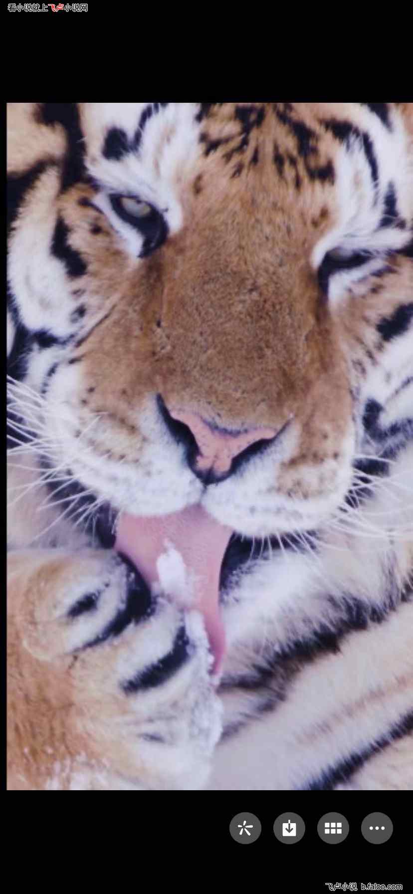 直播:金渐层是我保镖:第十一章:这大猫舔得好涩! 直播:金渐层是我保镖:第十一章:这大猫舔得好涩!