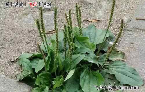年代:开局娶女知青还带小姨子:第17章 车轱辘菜 年代:开局娶女知青还带小姨子:第17章 车轱辘菜