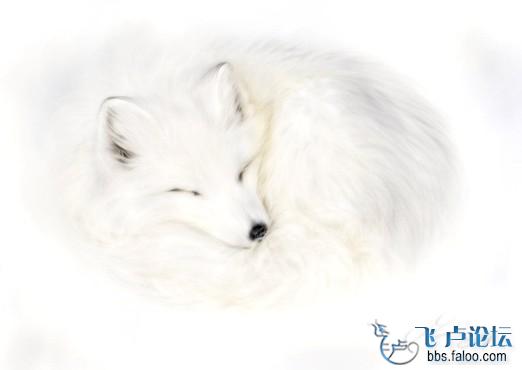 [极品]发个白狐狸的图,很美 回帖