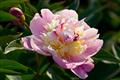 20090506_8dc2549dd1a66eccd276k4ZDYWWQDQzI