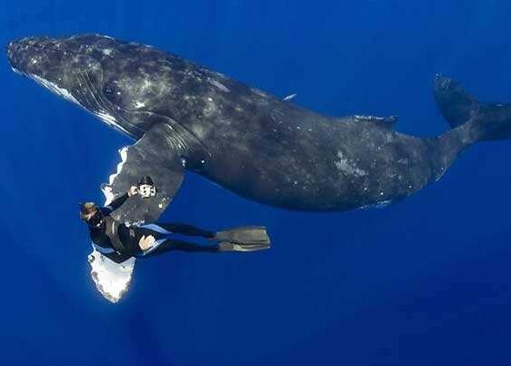 一人环球旅行:从南极秘境开始:第040章 座头鲸os:来一个爱的抱抱吧!