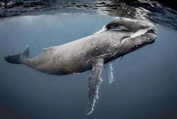 一人环球旅行:从南极秘境开始:第041章 前方高萌!幼鲸也太可爱了吧!