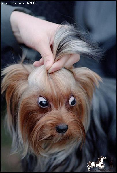 狗狗超酷发型
