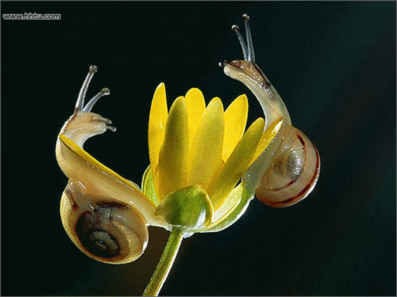 蜗牛动态图片真实图片